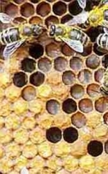 Bijenwas geel