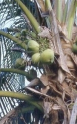 Cocos virgin KbA
