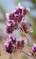Marjolein  India