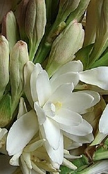 Tuberoos absolue in drager