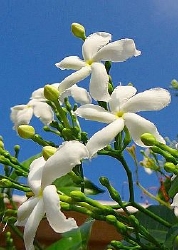 Attar Jasmin