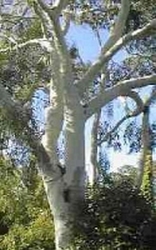 Eucalyptus citriodora hydrosol
