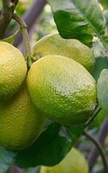 Limoen  gedestilleerd biologisch