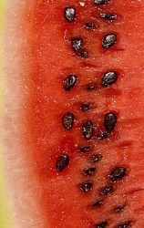 Watermeloen zaadolie