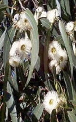 Eucalyptus biologisch