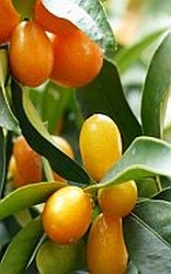 Kumquat - chinese Mandarijn
