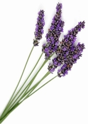 Lavendel hydrosol  bio