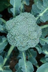 Broccoli zaadolie