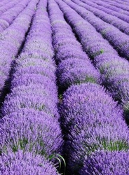 Lavendel  Kavarna