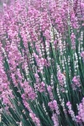 Lavendel  Frans