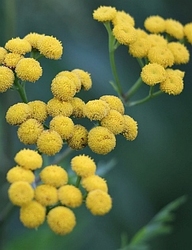 Helicryse - Strobloem  India