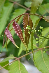 Neem olie biologisch koudgeperst