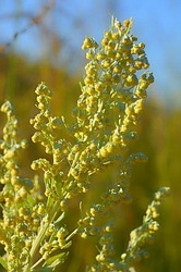 Davana hydrosol  bio