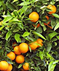 Sinaasappel hydrosol  bio