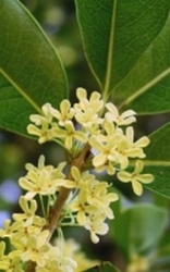 Osmanthus absolue