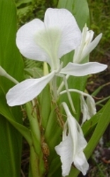 Hedychium  bloem