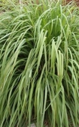 Lemongrass - Citroengras  biologisch