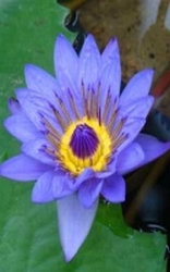 Lotus Blauw