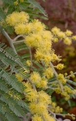 Acacia India