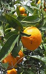 Sinaasappel  Brazilië