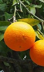 Sinaasappel  India Bio