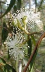 Citroen Eucalyptus