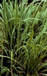 Lemongrass biologisch