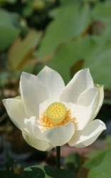 Lotus Wit