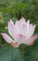 Lotus Rose
