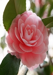 Camellia zaadolie