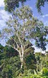 Eucalyptus Australië