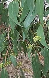 Eucalyptus Pepermunt