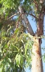Eucalyptus China biologisch