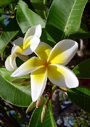 Frangipani absolue