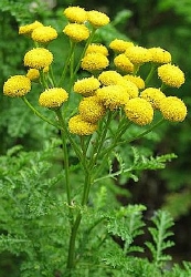 Blue Tansy - Marokkaans Wormkruid