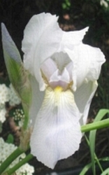 Iris  parfum olie