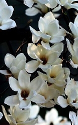 Magnolia  parfum olie
