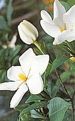 Gardenia  parfum olie