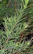 Tea Tree hydrolaat