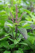 Basilicum Tulsi