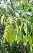 Kassia Sumatra