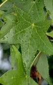 Styrax India