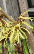 Hamamelis hydrosol bio