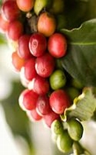 Koffie absolue