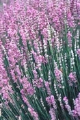 Lavendel  parfum olie