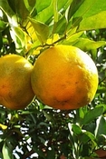 Bergamot Italië