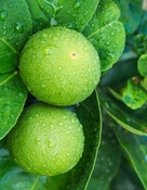 Bergamot India