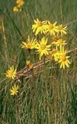 Arnica  Soja-maceraat