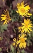 Arnica massage-olie