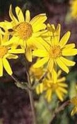 Arnica  Olijf-maceraat